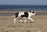 STAFFIE 243